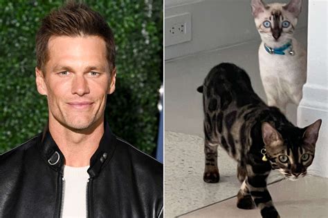 daddyandkittenn|Tom Brady Never Thought He'd Be a Cat Dad — Now He Has 3 .